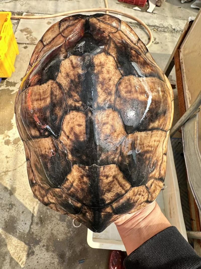 5.2斤大只老龟，[勾引][勾引][勾引]