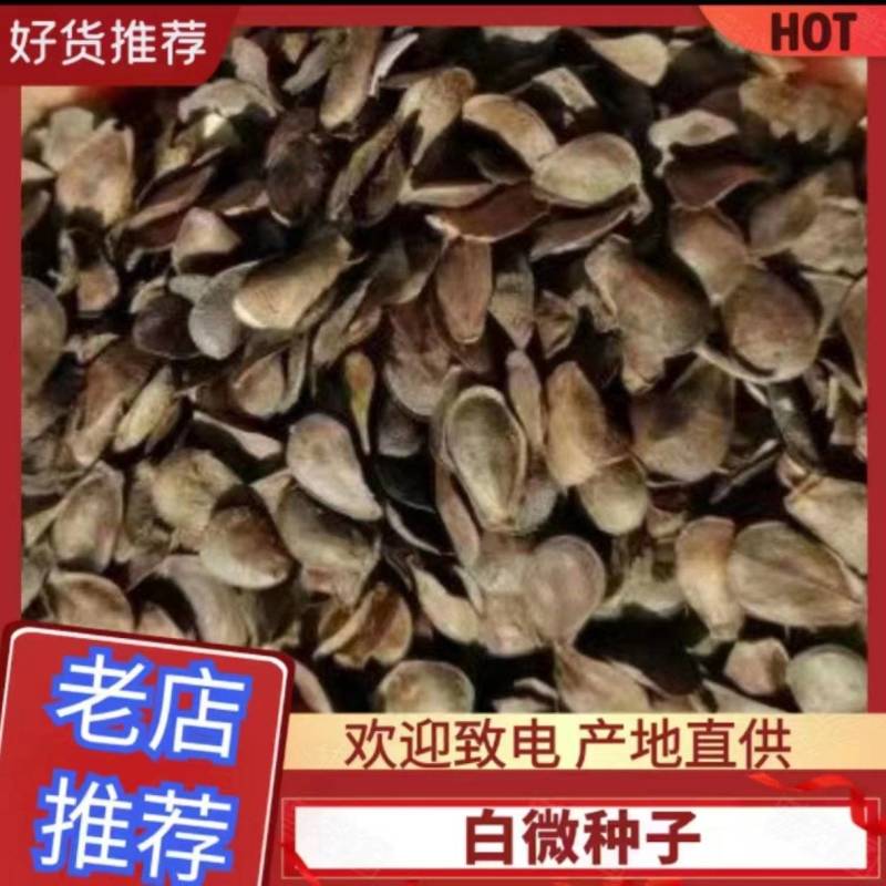 优选东北白薇种子保质保量大量有货欢迎选购