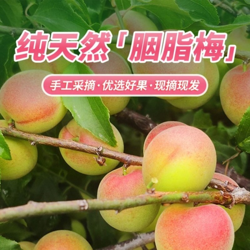 胭脂梅黄梅新鲜青梅果5斤现摘梅子孕妇水果泡酒青梅露酵云南