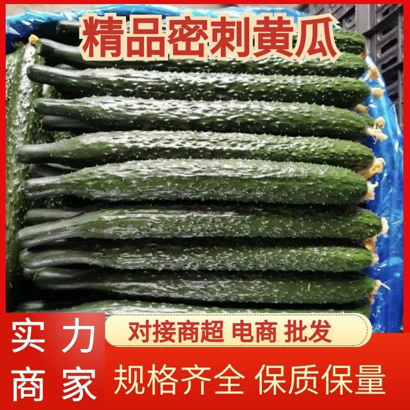 河南商丘夏邑县万亩基地密刺黄瓜产地直供