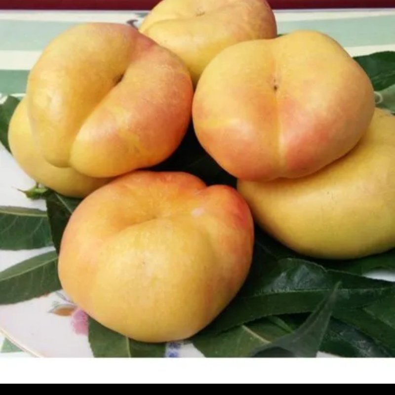 潘九潘七大量供应