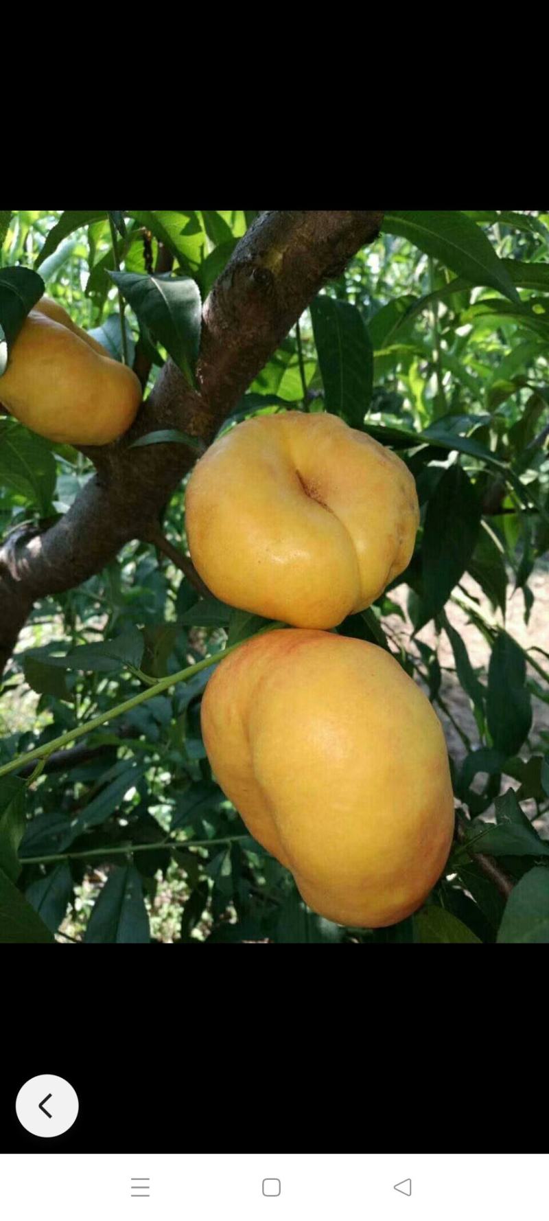 潘九潘七大量供应