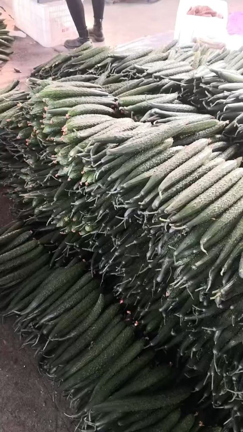 河南商丘夏邑县万亩基地密刺黄瓜产地直供