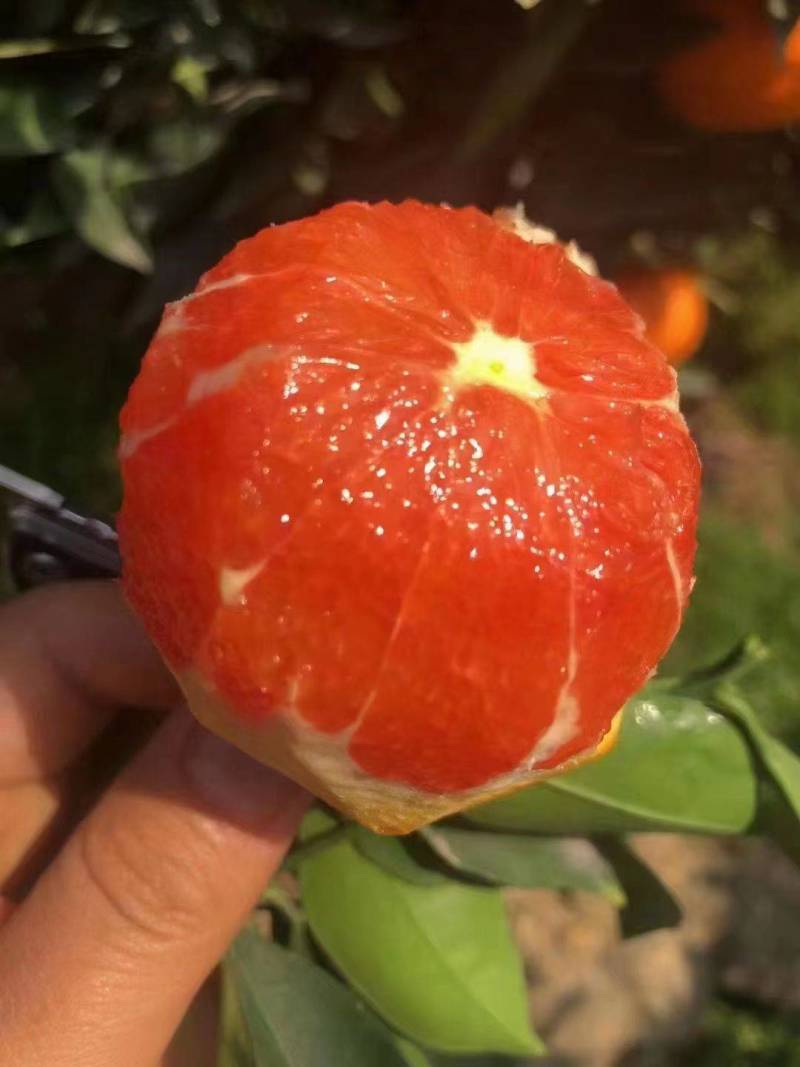 秭归中华红橙，血橙，果肉鲜红口感甜易化渣果园看货产地直采