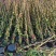 180-200高度风车茉莉