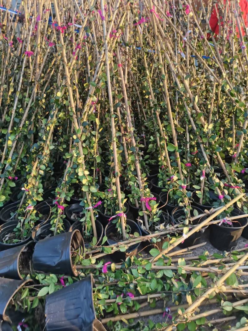 180-200高度风车茉莉