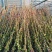 180-200高度风车茉莉