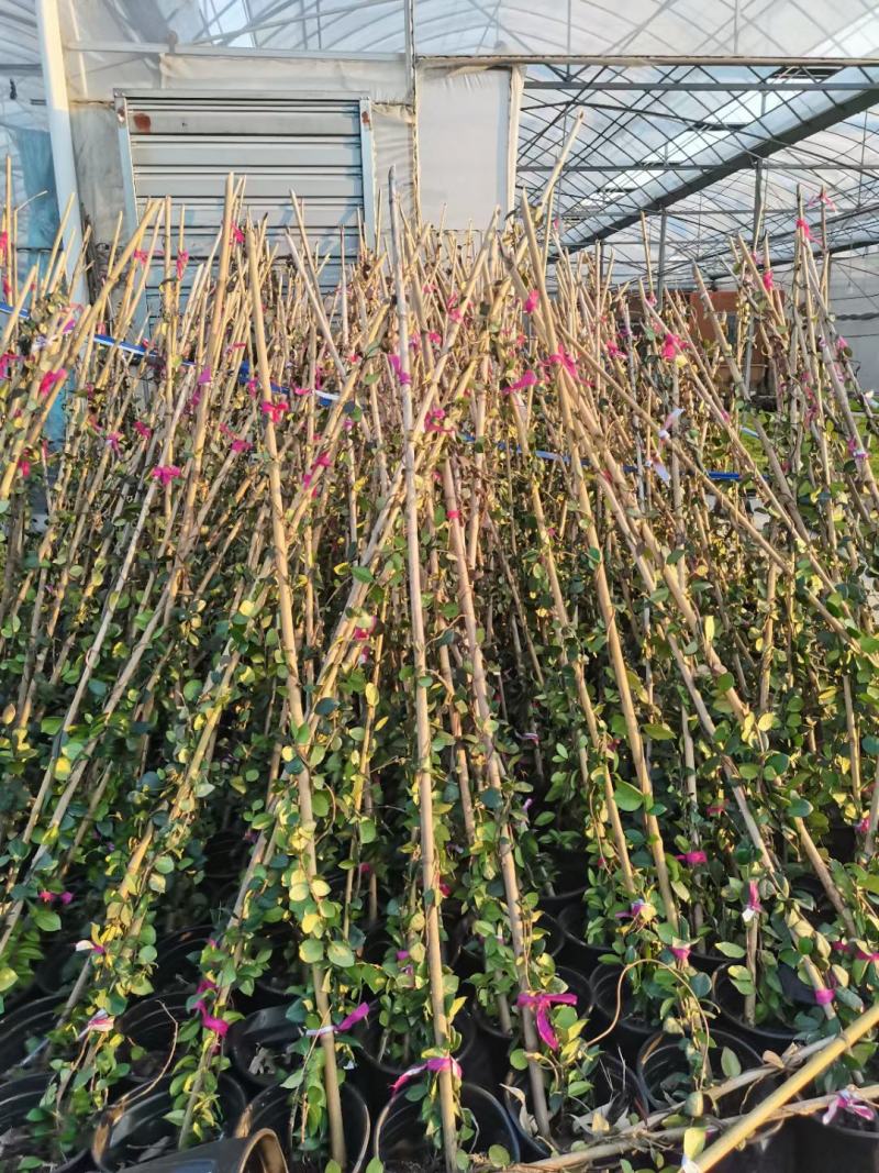 180-200高度风车茉莉
