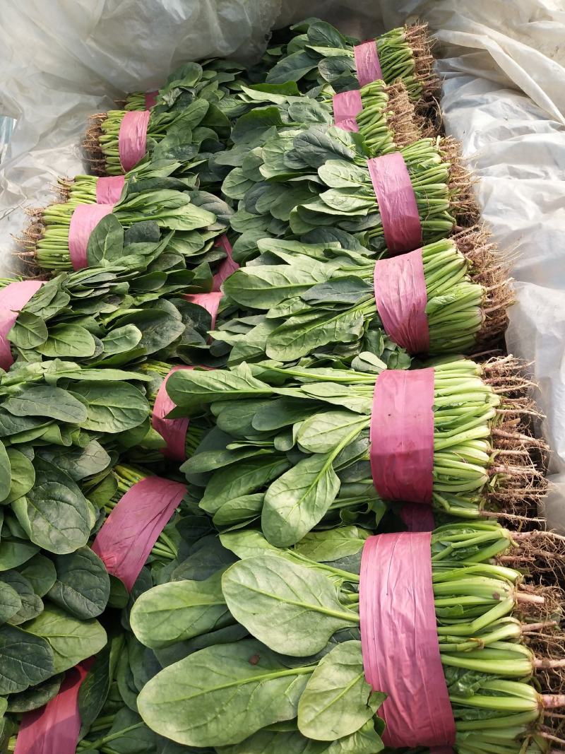 本地外地菠菜量大，需要联系