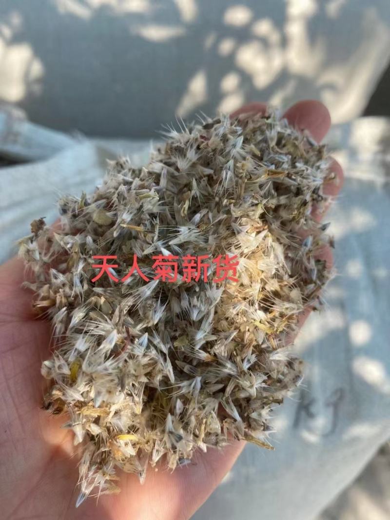 天人菊种子四季播宿根耐寒庭院阳台园林景观绿化花卉园艺花种