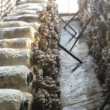 鲜蘑平菇批发