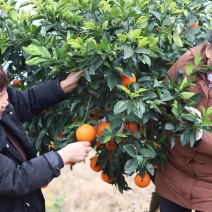 【推荐】重庆脐橙奉节脐橙货源充足大量上市