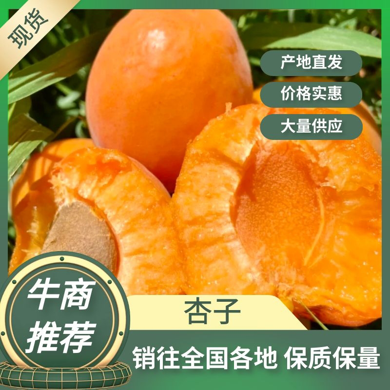 梅杏，陕西精品杏，产地直供货，量大从优。