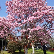 河北定州紫玉兰树苗庭院彩色植物红白黄玉兰花卉盆栽玉兰树