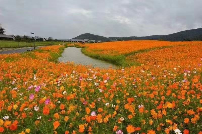 硫化菊种子黄波斯菊花种子籽硫华菊种子四季易种易活庭院花海