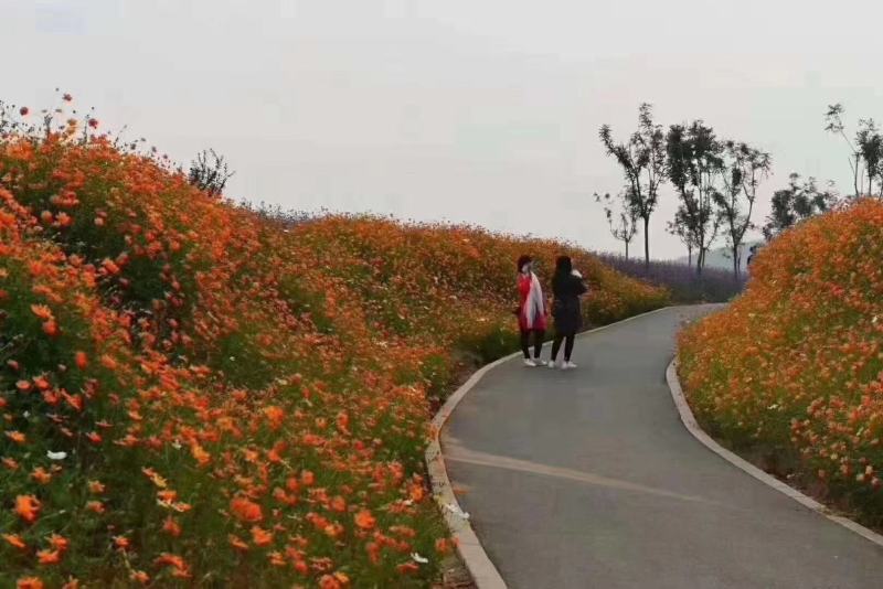 硫化菊种子黄波斯菊花种子籽硫华菊种子四季易种易活庭院花海