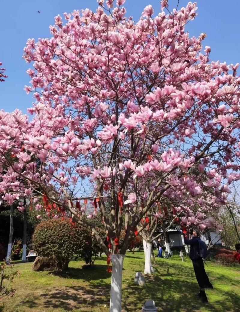 河北定州紫玉兰树苗庭院彩色植物红白黄玉兰花卉盆栽玉兰树