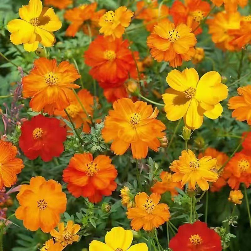 硫化菊种子黄波斯菊花种子籽硫华菊种子四季易种易活庭院花海