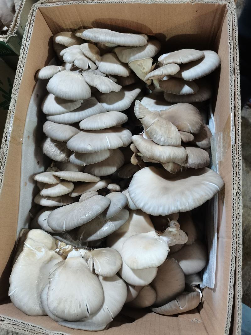鲜蘑平菇批发