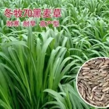 冬牧70黑麦草种子养殖鸡鸭鹅猪牛羊四季大叶耐寒高产秋冬牧