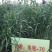 冬牧70黑麦草种子养殖鸡鸭鹅猪牛羊四季大叶耐寒高产秋冬牧