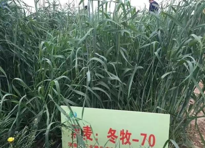 冬牧70黑麦草种子养殖鸡鸭鹅猪牛羊四季大叶耐寒高产秋冬牧