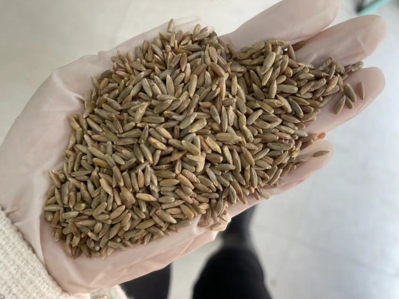 冬牧70黑麦草种子养殖鸡鸭鹅猪牛羊四季大叶耐寒高产秋冬牧
