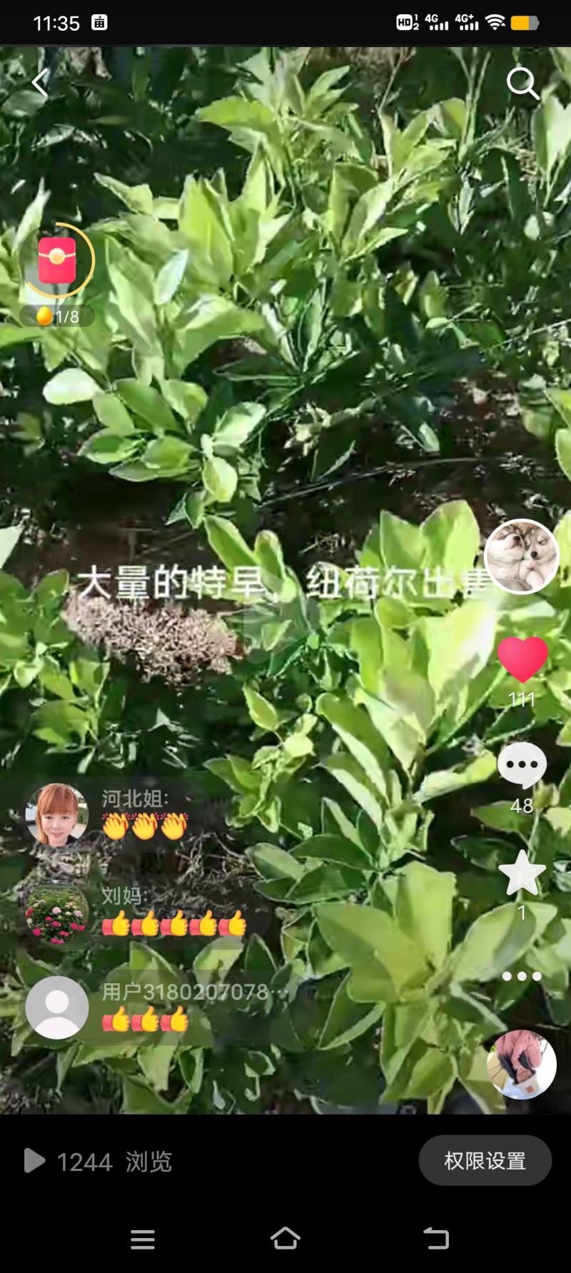 桔子树苗橙子树苗，