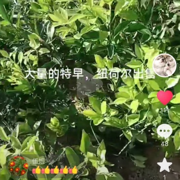 桔子树苗橙子树苗，