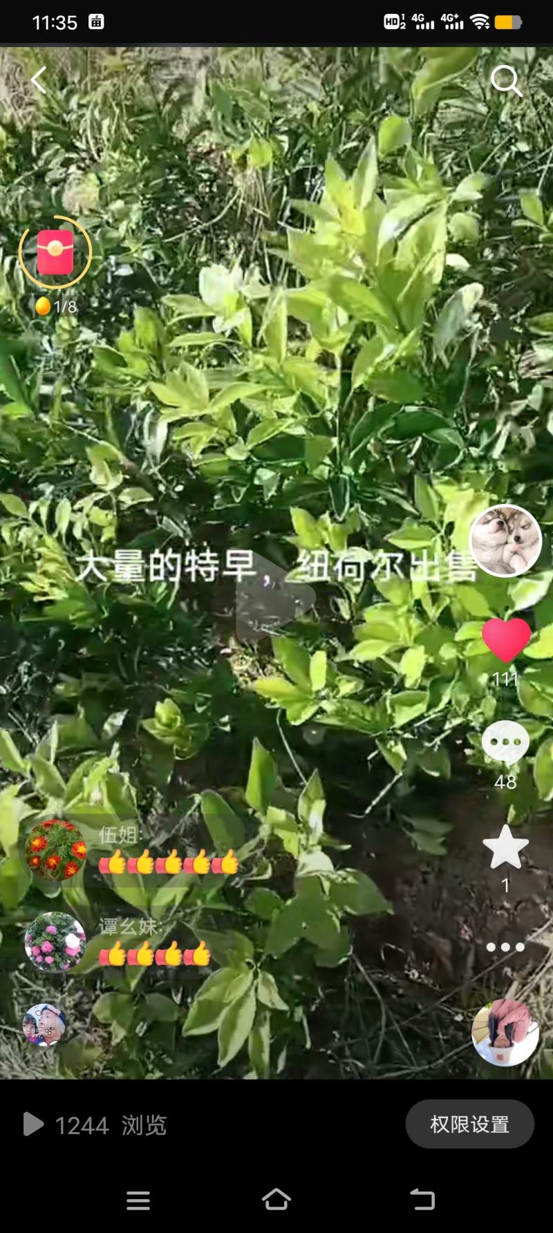 桔子树苗橙子树苗，