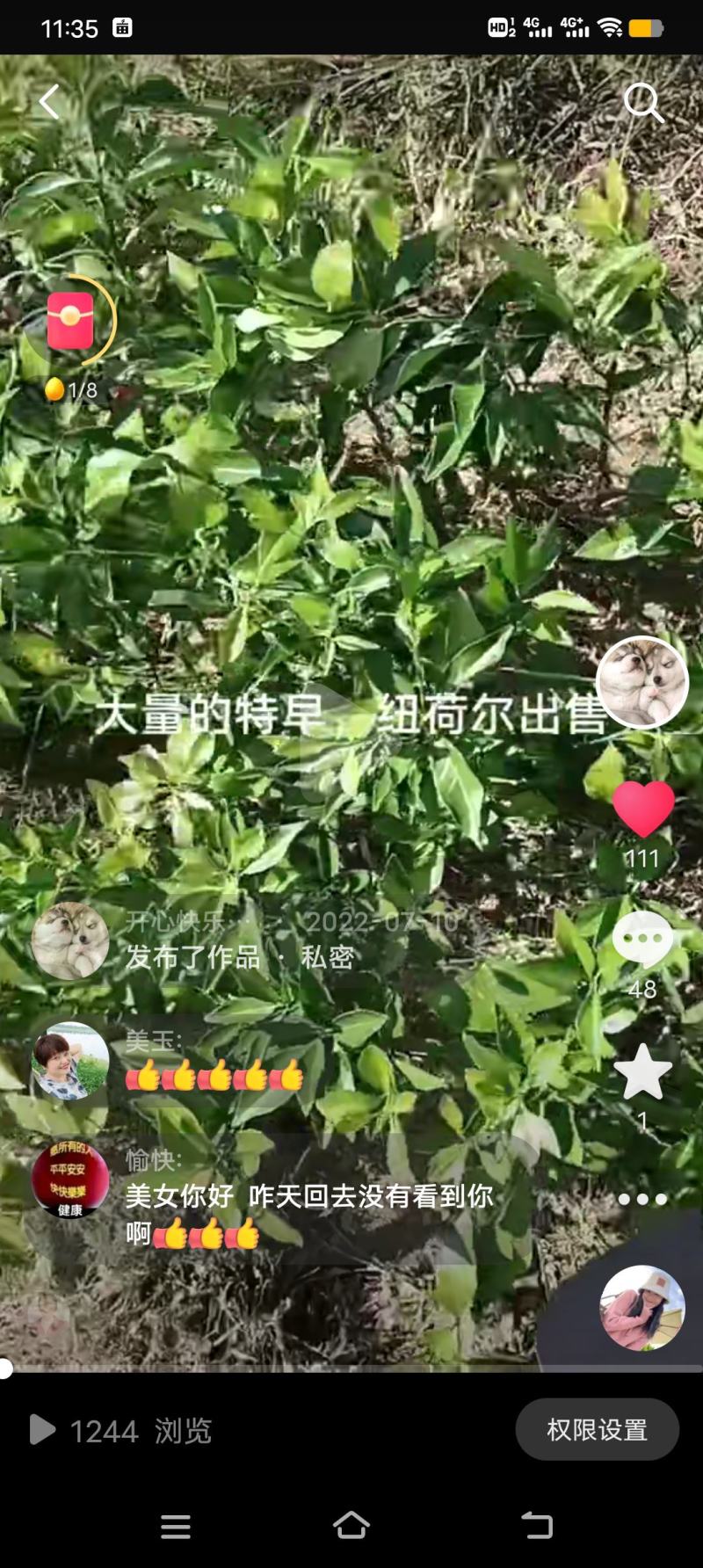 桔子树苗橙子树苗，