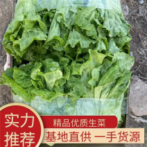 江苏淮安大棚生菜现采现发常年有货可随时电话联系