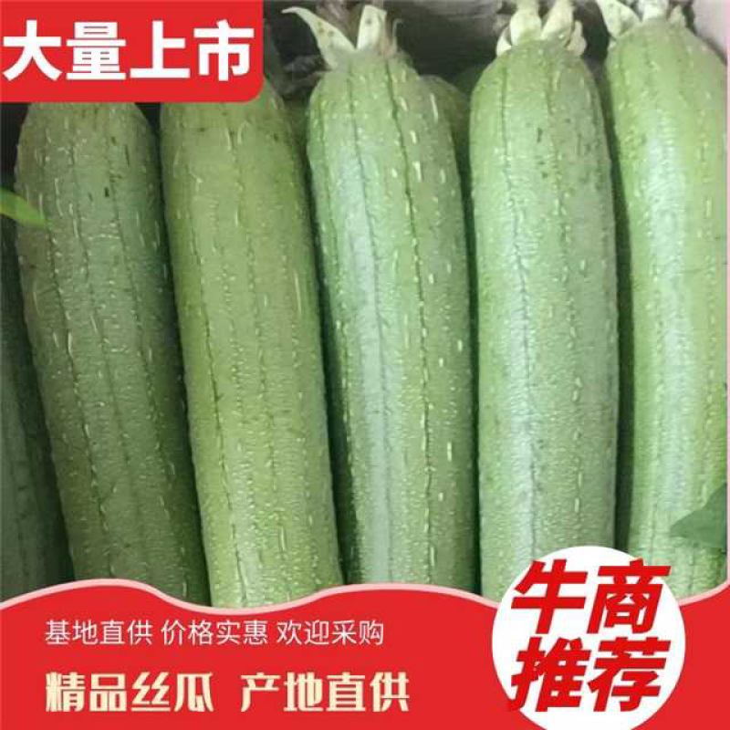 淮安短丝瓜香丝瓜产地直发现采现发可以随时电话联系