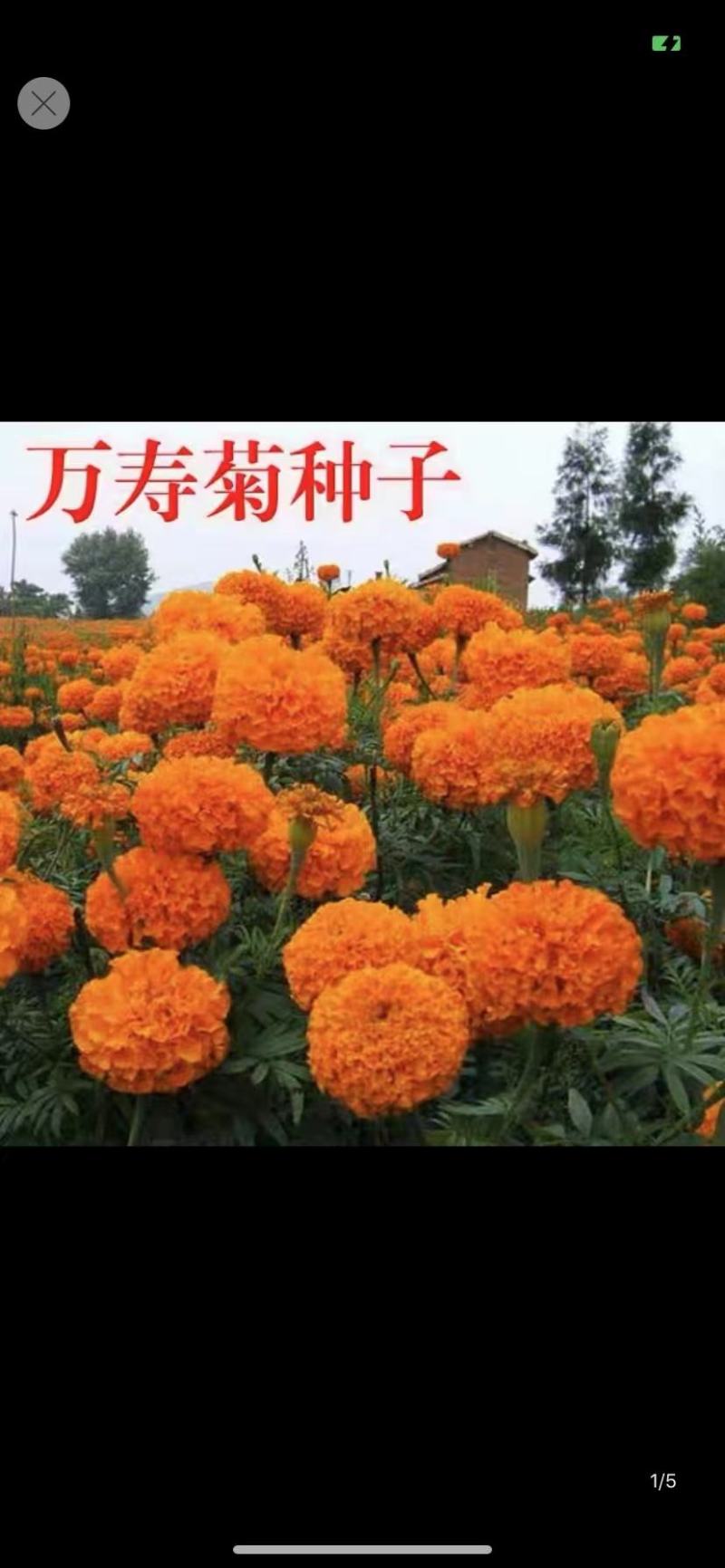 万寿菊花种子景观花海种子阳台盆栽观花种子草花种子四季种易