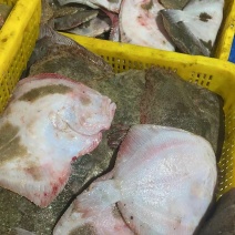 多宝鱼