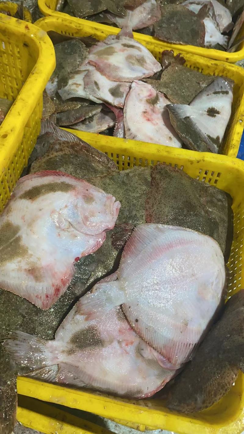 多宝鱼