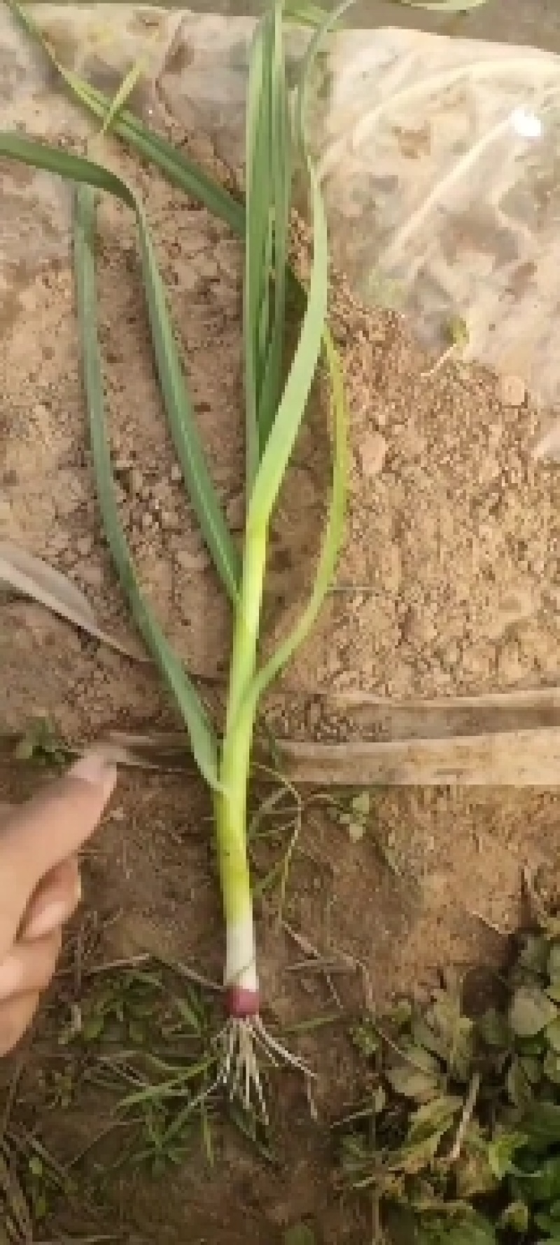 禹州红根蒜苗