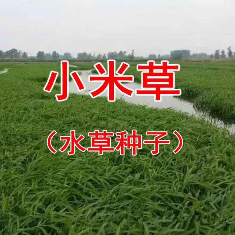 小米草种子养殖水草虾蟹雀叶稗湖南稷子牧草种籽水草草籽喂鱼