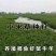 小米草种子养殖水草虾蟹雀叶稗湖南稷子牧草种籽水草草籽喂鱼