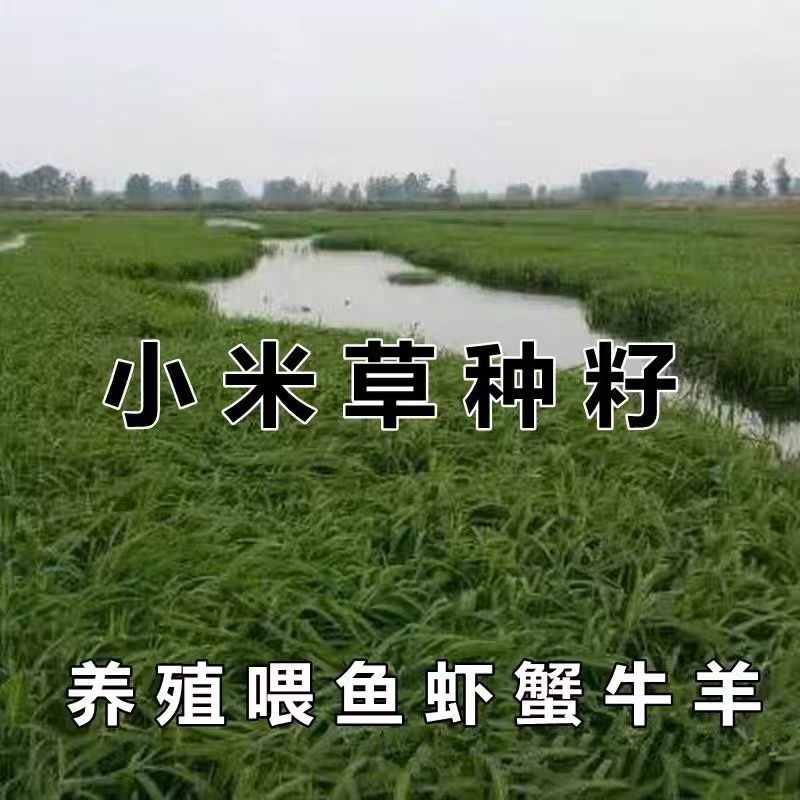 小米草种子养殖水草虾蟹雀叶稗湖南稷子牧草种籽水草草籽喂鱼