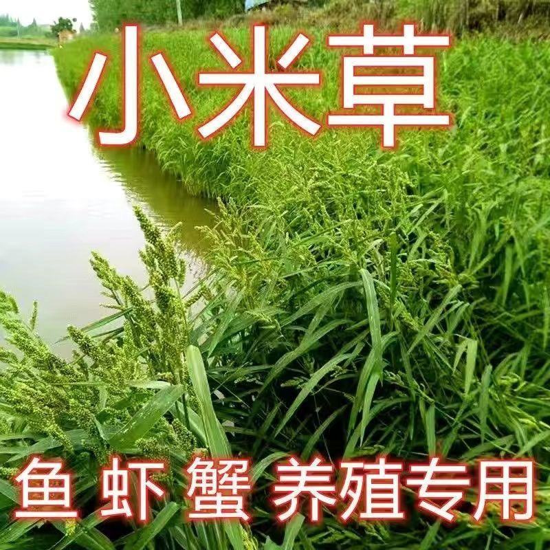 小米草种子养殖水草虾蟹雀叶稗湖南稷子牧草种籽水草草籽喂鱼