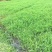 小米草种子养殖水草虾蟹雀叶稗湖南稷子牧草种籽水草草籽喂鱼