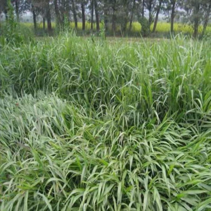 小米草种子养殖水草虾蟹雀叶稗湖南稷子牧草种籽水草草籽喂鱼