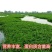 小米草种子养殖水草虾蟹雀叶稗湖南稷子牧草种籽水草草籽喂鱼