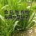 小米草种子养殖水草虾蟹雀叶稗湖南稷子牧草种籽水草草籽喂鱼