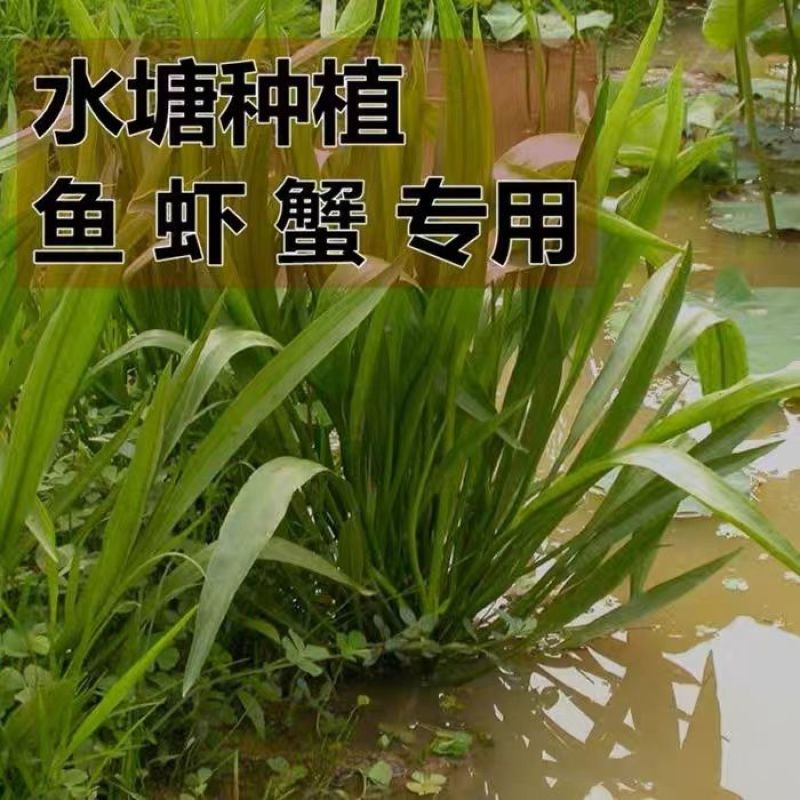小米草种子养殖水草虾蟹雀叶稗湖南稷子牧草种籽水草草籽喂鱼