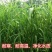 小米草种子养殖水草虾蟹雀叶稗湖南稷子牧草种籽水草草籽喂鱼