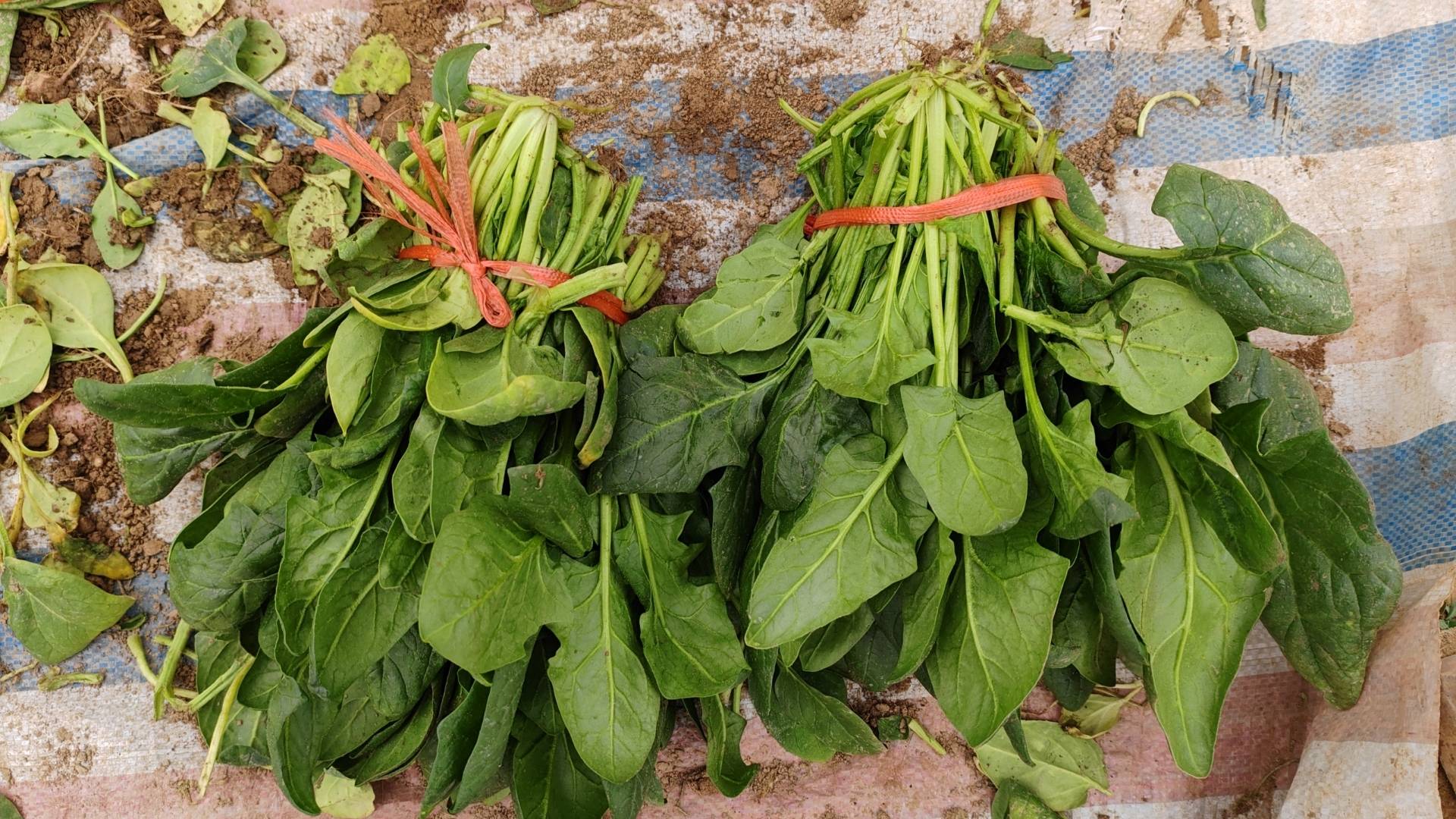 菠菜与螃蟹搭配的健康炒制过程