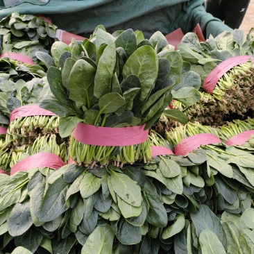 基地大叶菠菜大量上市中
