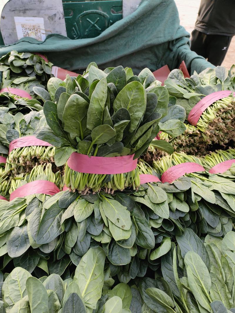 基地大叶菠菜大量上市中